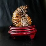 Stantlı Özel Ammonite Fosil Parça - Görsel 2