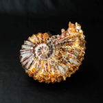 Stantlı Özel Ammonite Fosil Parça - Görsel 4