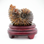 Stantlı Özel Ammonite Fosil Parça - Görsel 3