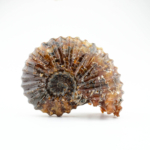Stantlı Özel Ammonite Fosil Parça - Görsel 5