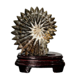 Orijinal Ammonite Taşı Stantlı Obje - Görsel 6