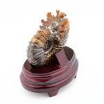 Stantlı Özel Ammonite Fosil Parça - Görsel 6